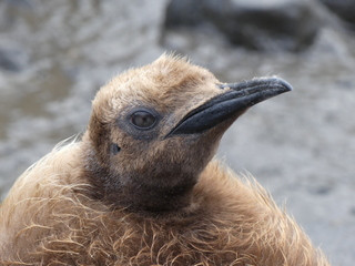 King Penguins on Kerguelen Island
