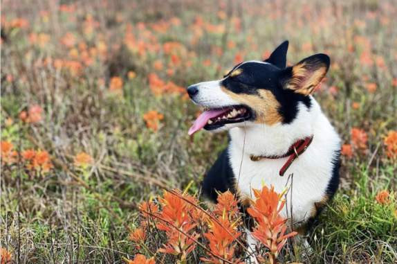 Dog friendly spot with a puppy