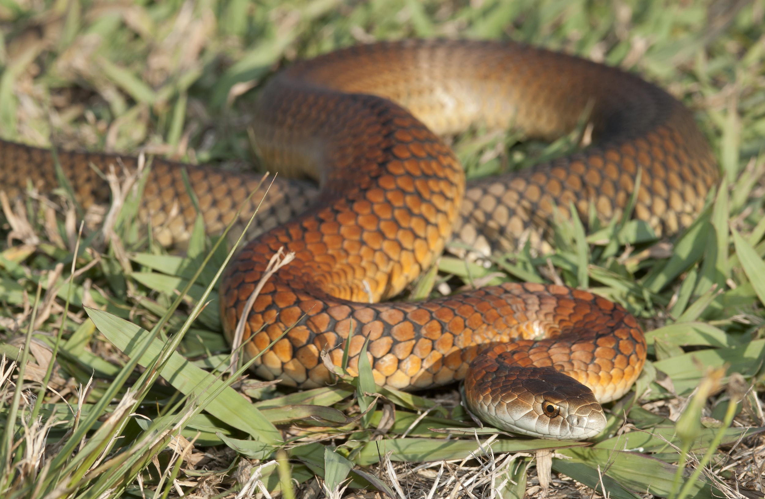 Lowland Copperhead Snake in grass