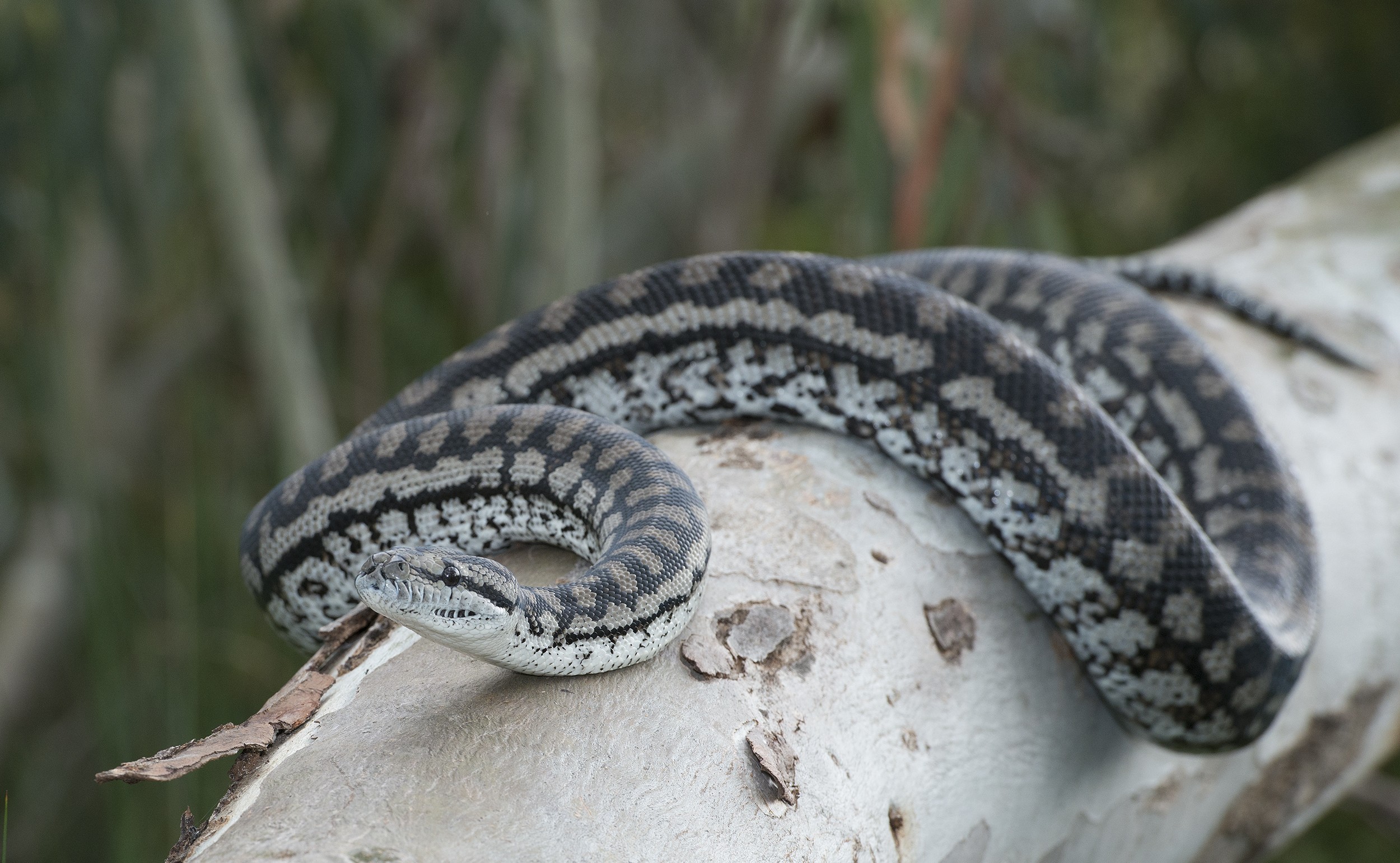 Murray Darling Carpet Python