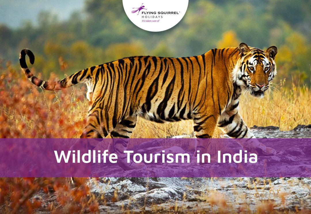 Wildlife Tourism in India