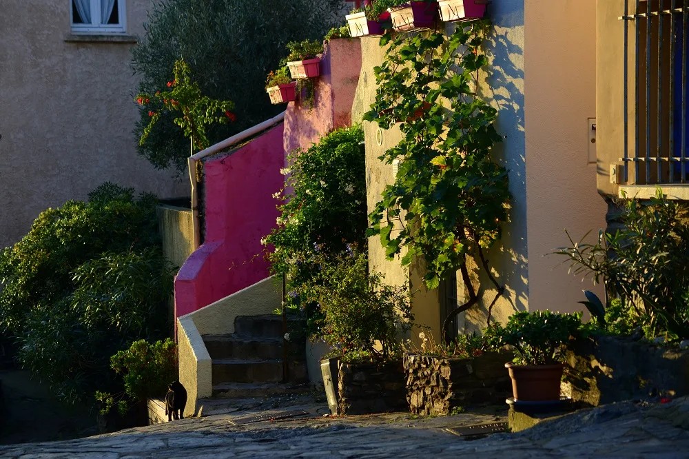Le Mouré Collioure