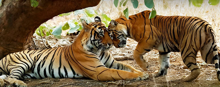Ranthambore National Park