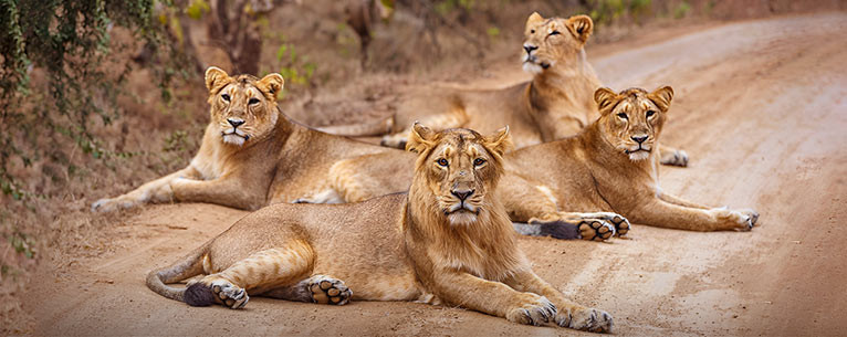 Gir Wildlife Sanctuary and National Parks