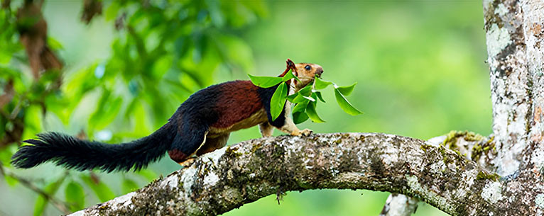 Netravali Wildlife Sanctuary