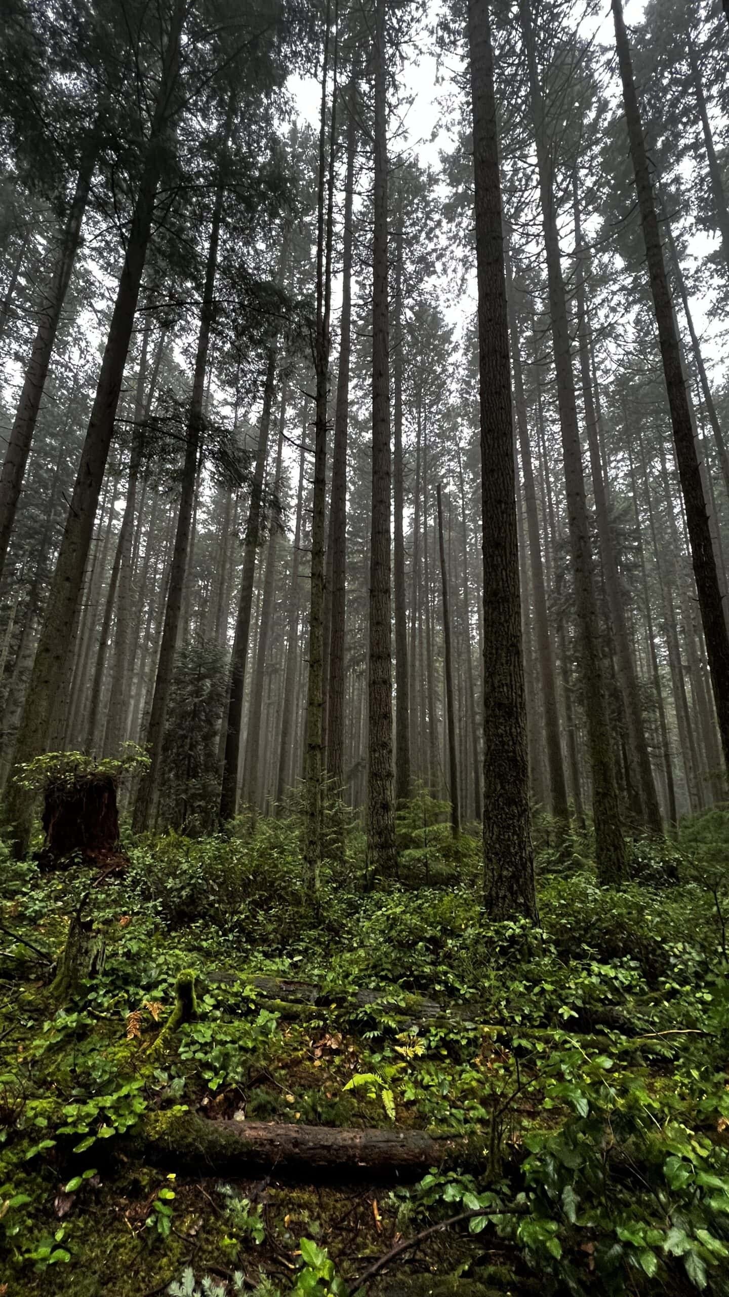 Tall pine trees rise above dense green undergrowth in a misty forest, with low light filtering through the canopy.
