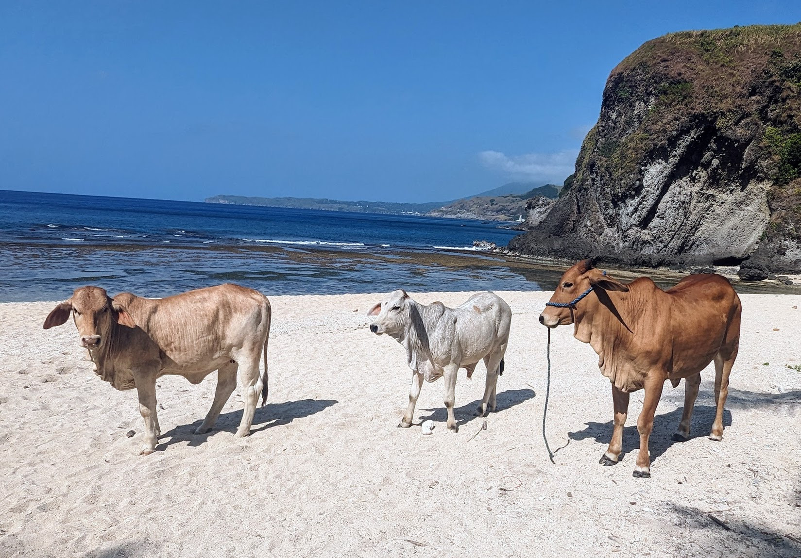 Cows in Batanes, a popular sight on the islands