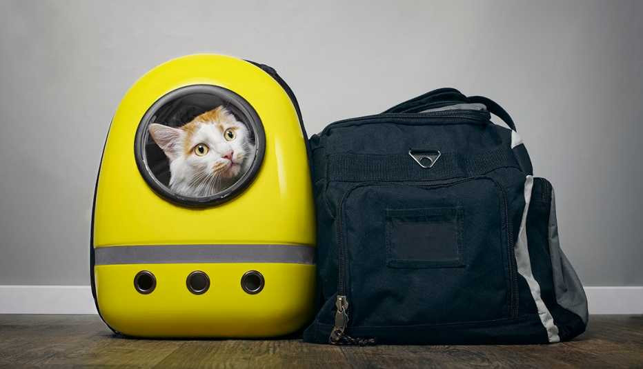 A small dog comfortably settled inside a travel carrier, ready for a train journey