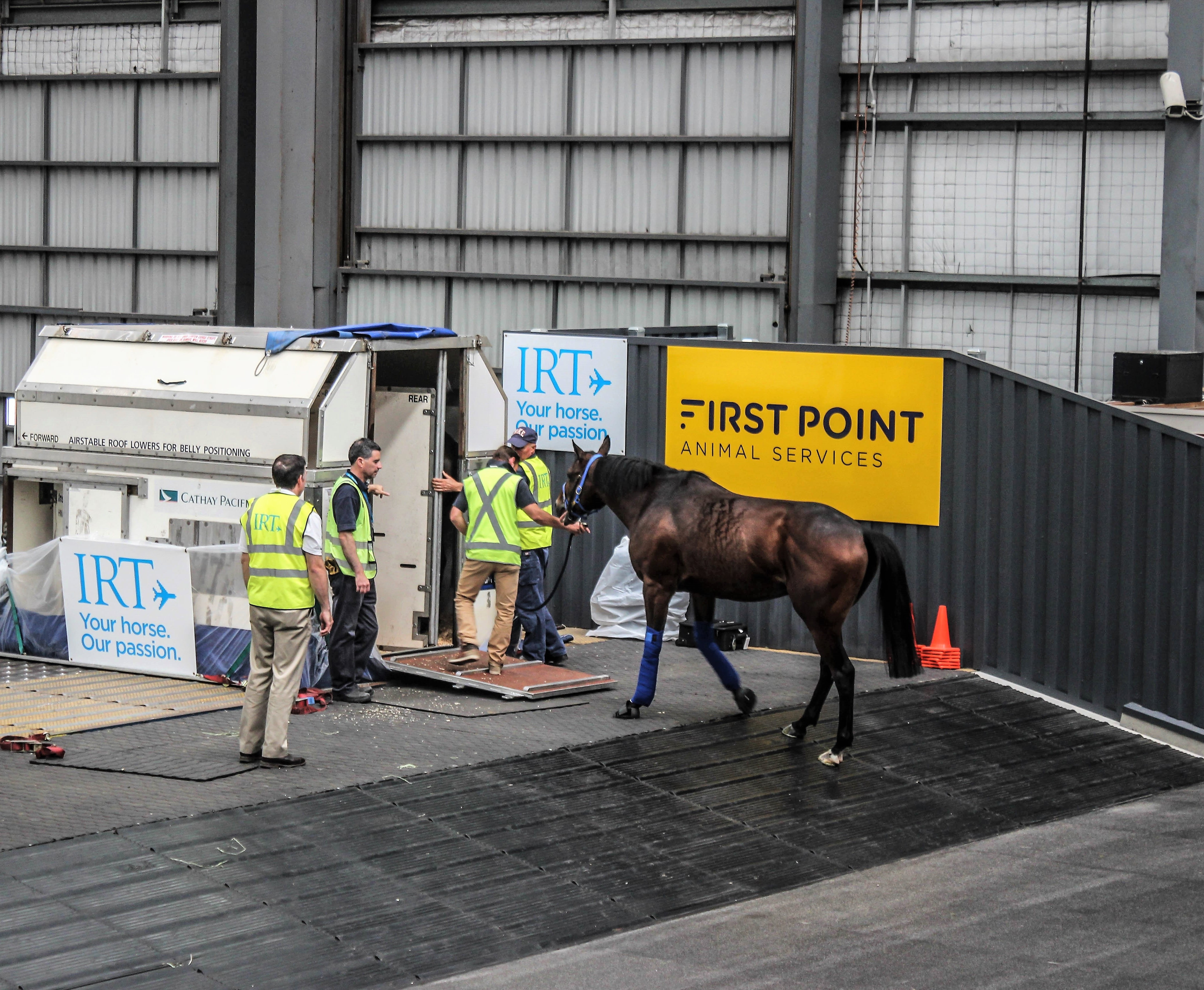 A large brown horse being led into a metal air stable by people wearing high-visibility vests.