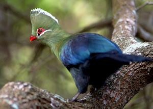 Turaco, Knysna Forest