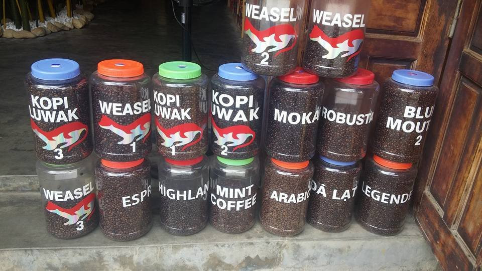 Coffee Tourism - Kopi Luwak