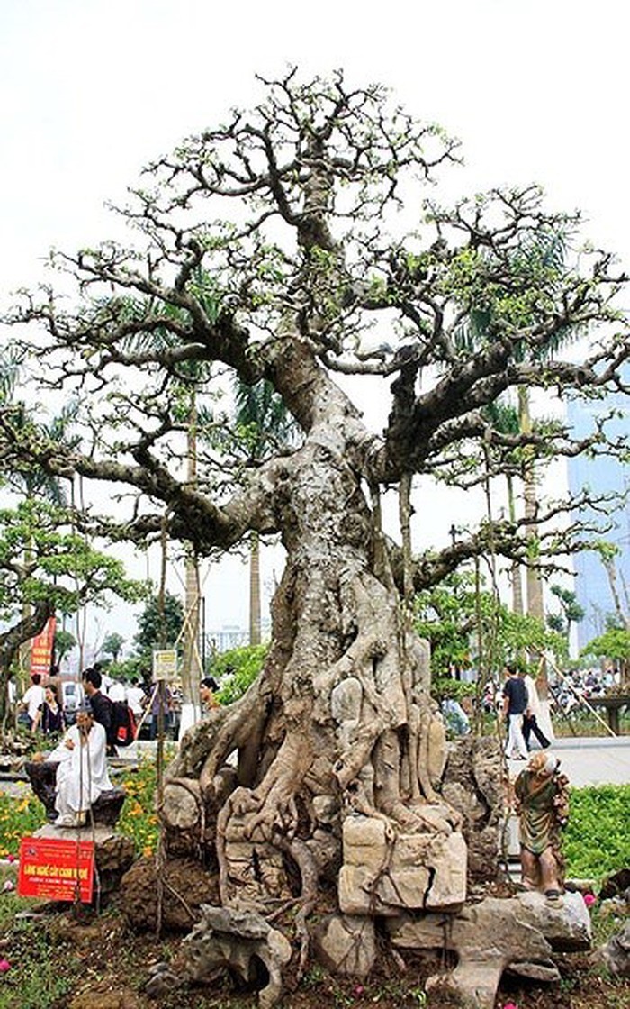Selection of uniquely shaped bonsai trees at Vi Khe, each demonstrating the skill of the local artisans