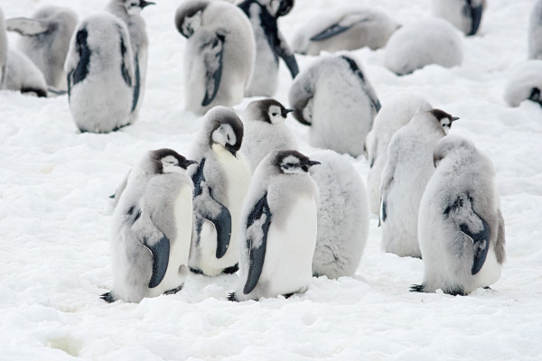 Penguins nesting in Antarctica's pristine environment