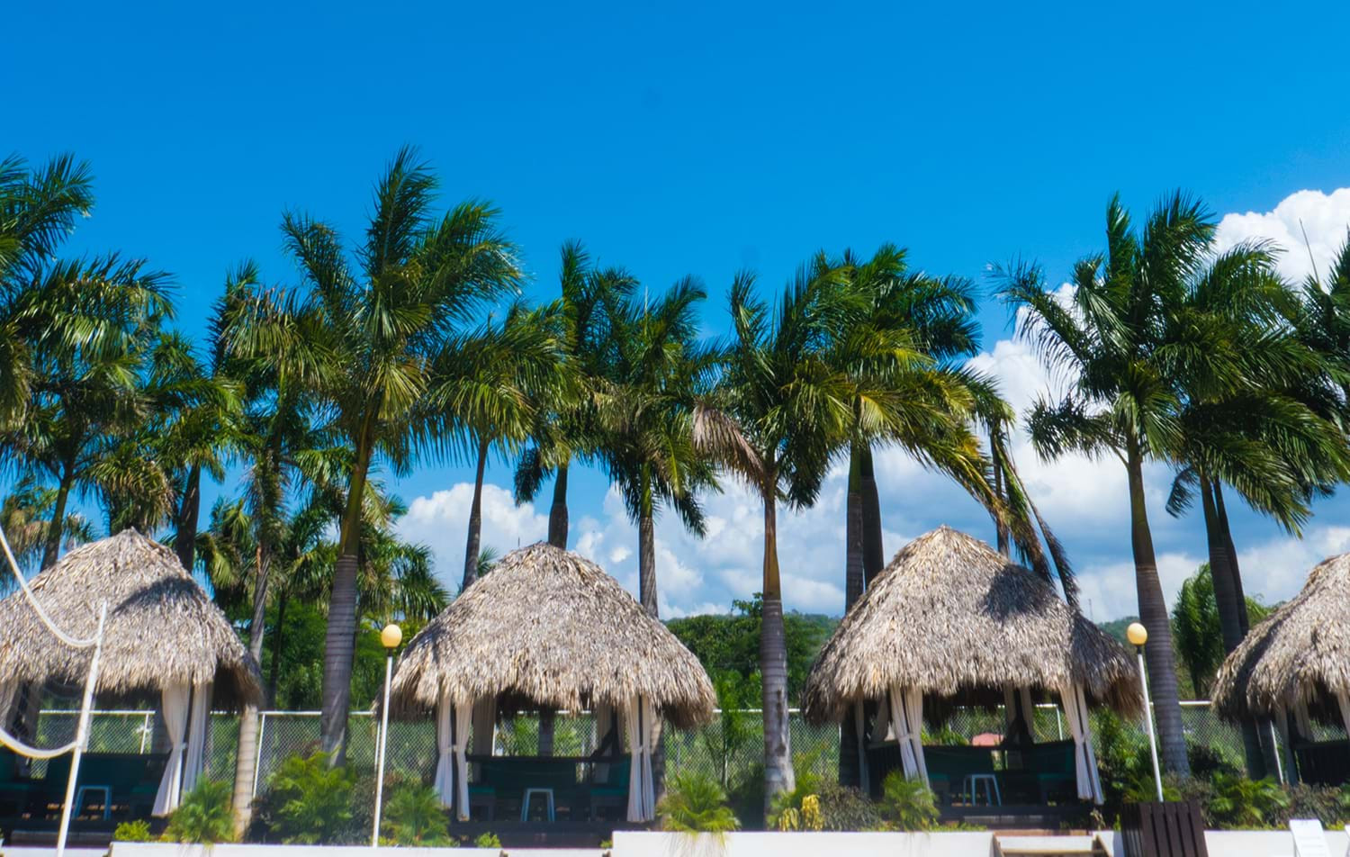 Beach view with palm trees and ocean