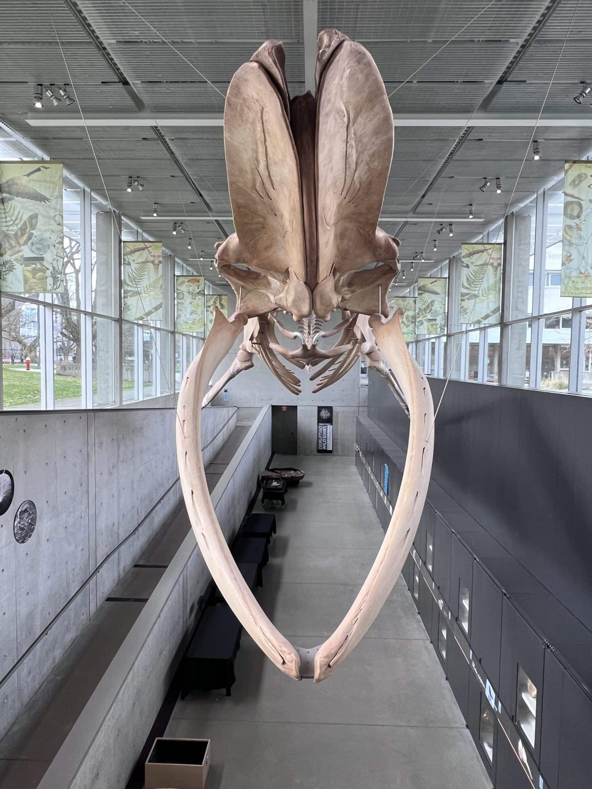 A large whale skeleton is suspended from the ceiling in a modern museum hallway with windows and display cases.