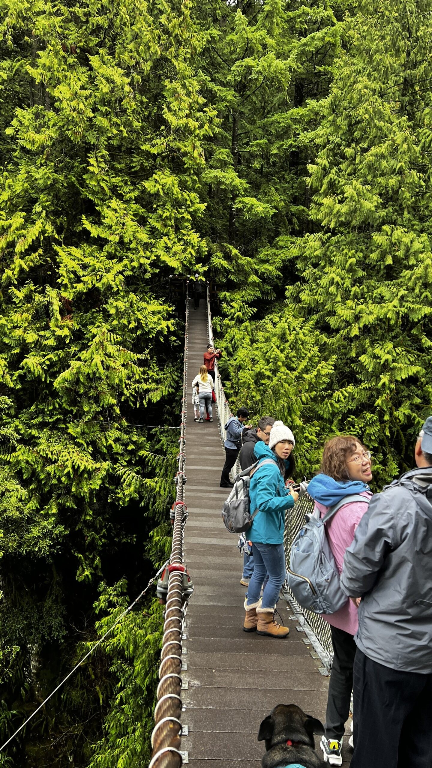 People stand and walk on a narrow suspension bridge surrounded by dense green forest.