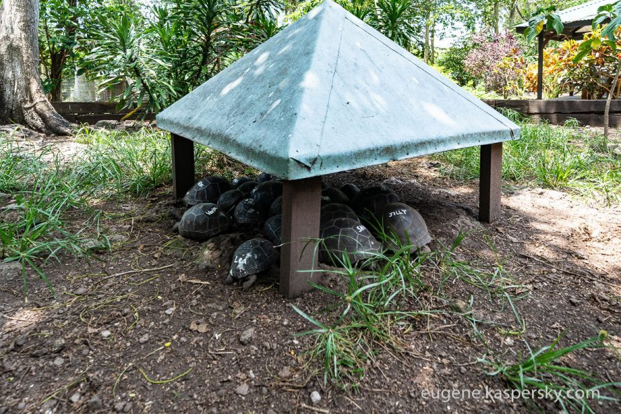 Tortoises having breakfast, a unique wildlife experience