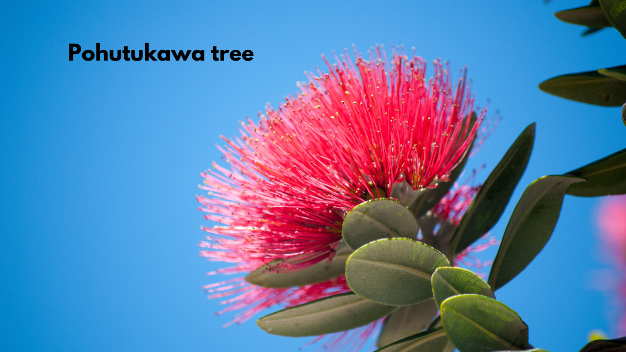 Pohutukawa Tree in Bloom