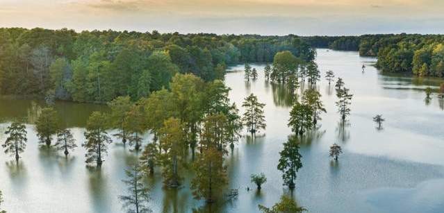 Trap Pond Aerial View