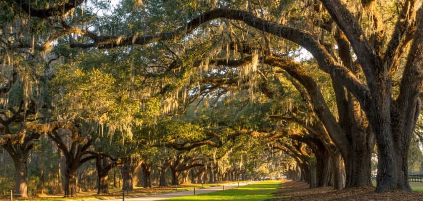 The iconic Avenue of Oaks at Boone Hall Plantation