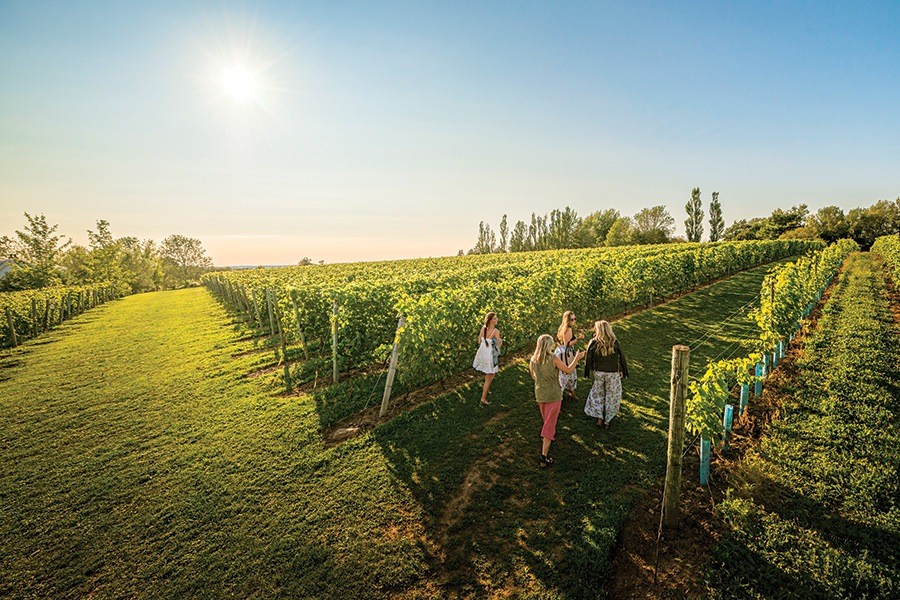 Expansive vineyard at Grand Pré Wines