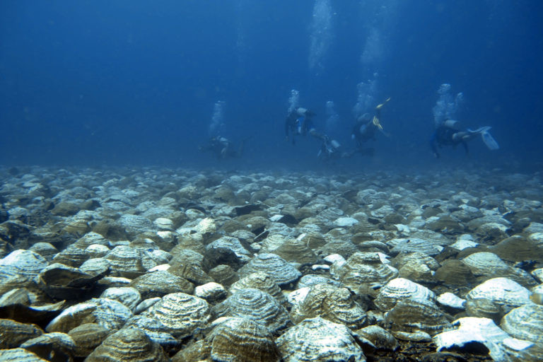Divers exploring the seas off Antique discovered several colonies of the rare bowl corals