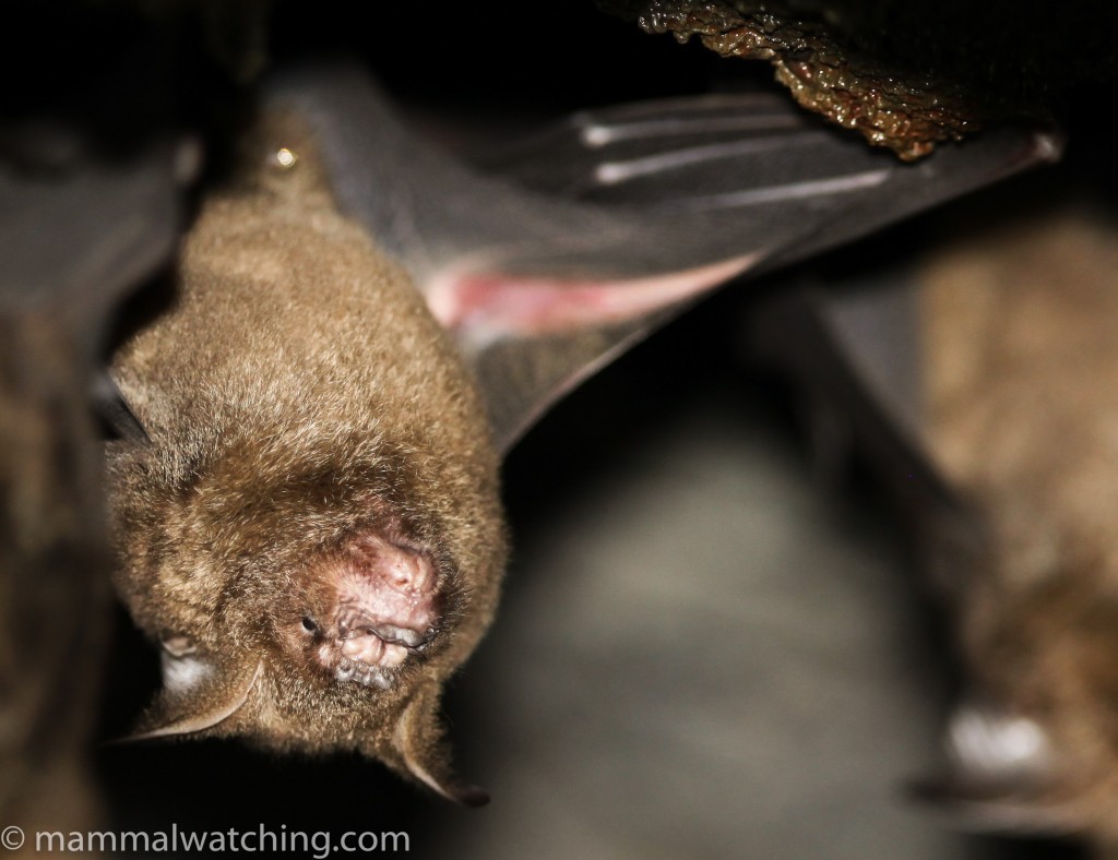 Greater Roundleaf Bat