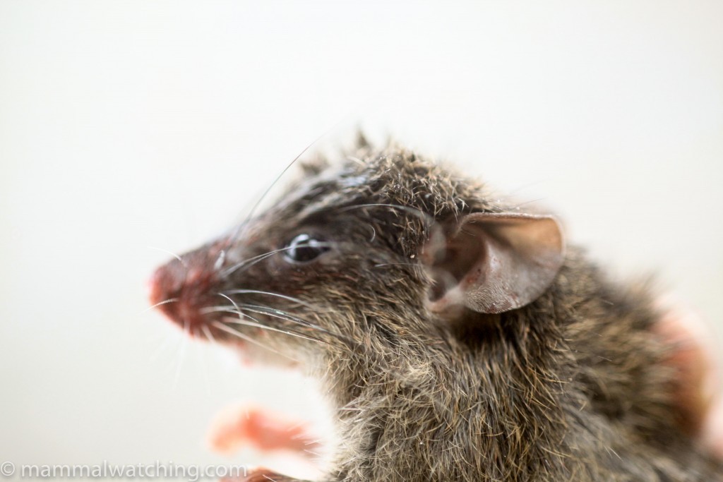 Lesser Rice-field Rat