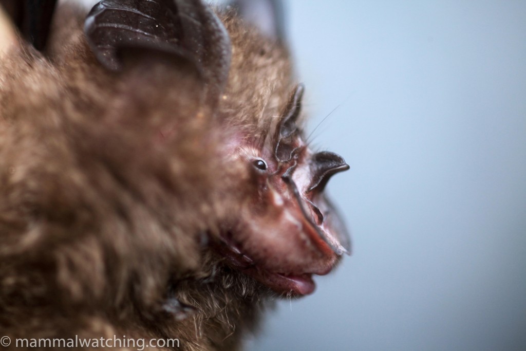 Pearson’s Horseshoe Bat