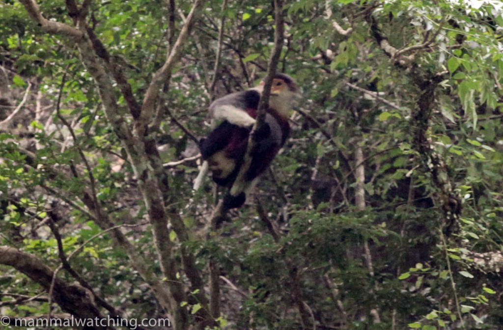 Red-shanked Douc Langur