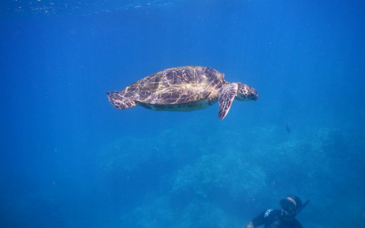 Snorkeling at Hanauma Bay