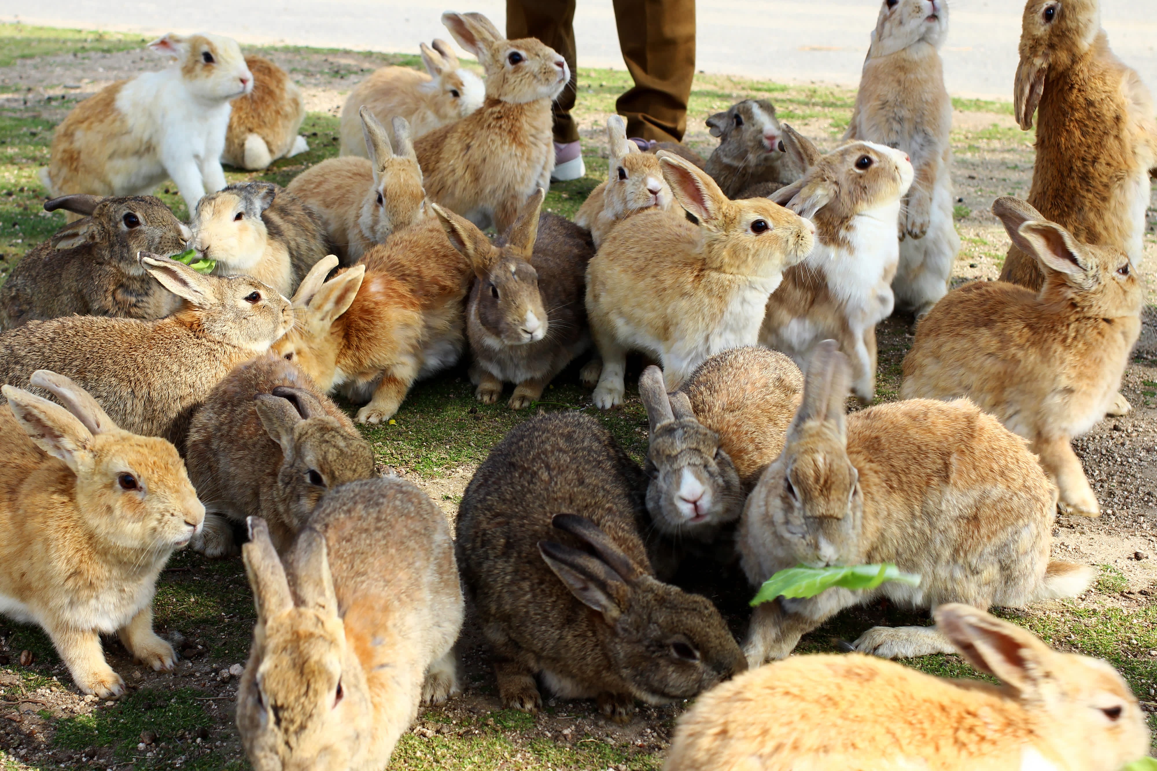 Okunoshima Island