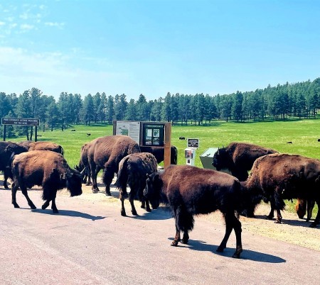 Custer State Park