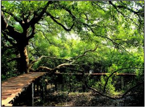 Coringa Wildlife Sanctuary Mangroves