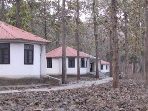 Jungle camp near Semadoh with cottages and natural surroundings.