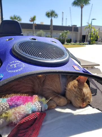 Cat in a car carrier
