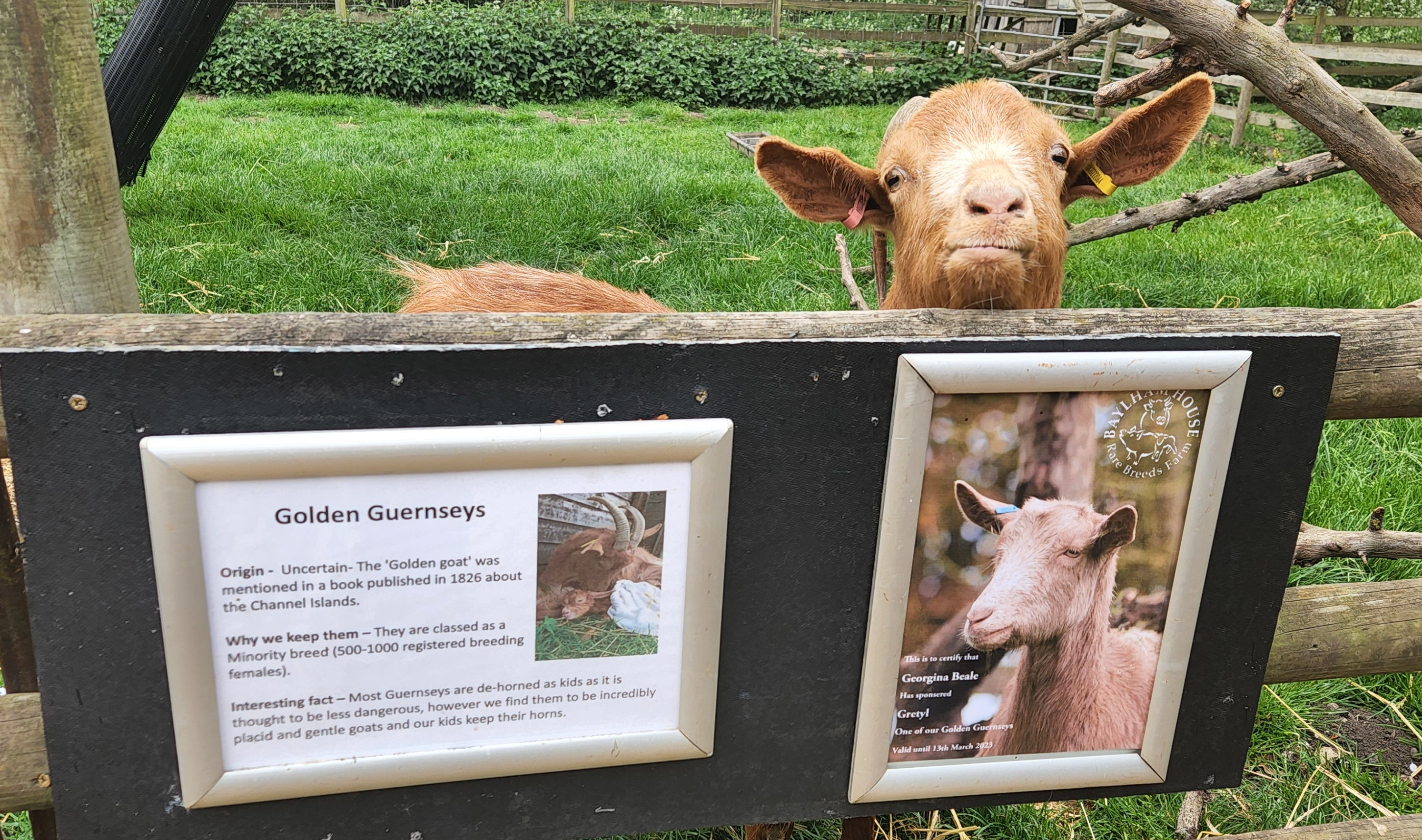 Baylham House Rare Breed Farm