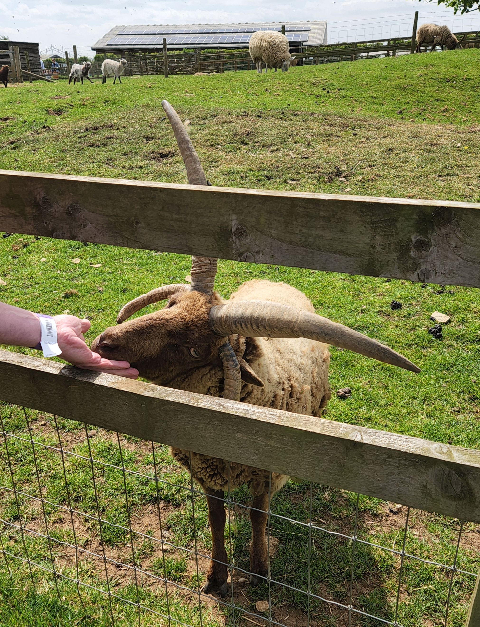 Cotswolds Farm Park