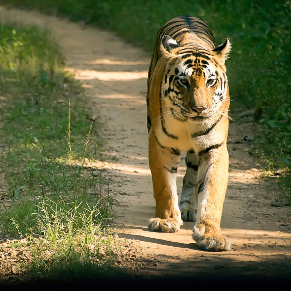 Bengal Tiger in Kanha National Park