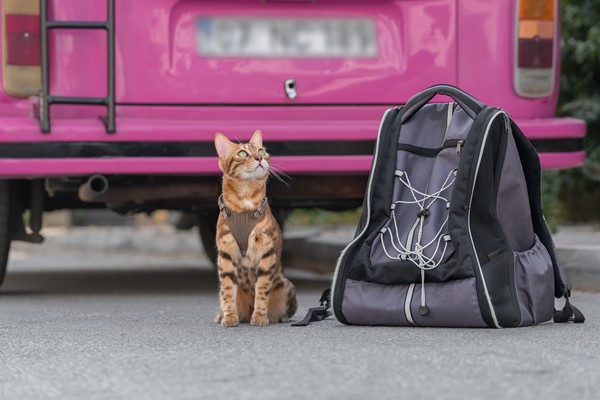 Cat in a car carrier