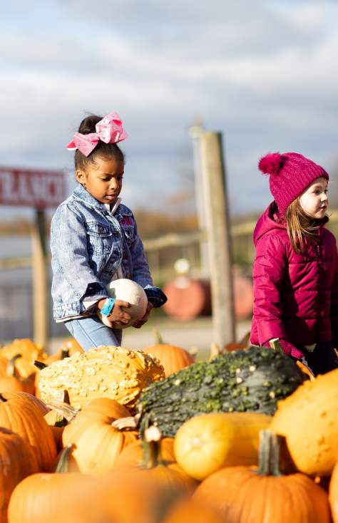 Fields and attractions at Roba Family Farms
