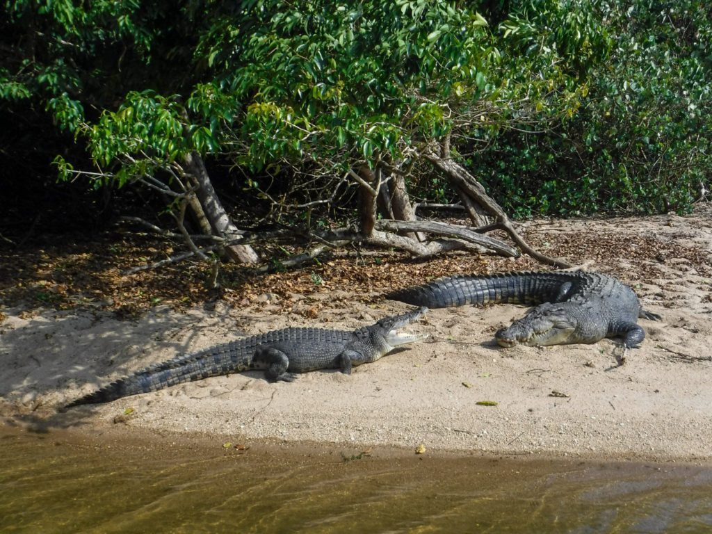 Crocodiles in a natural habitat