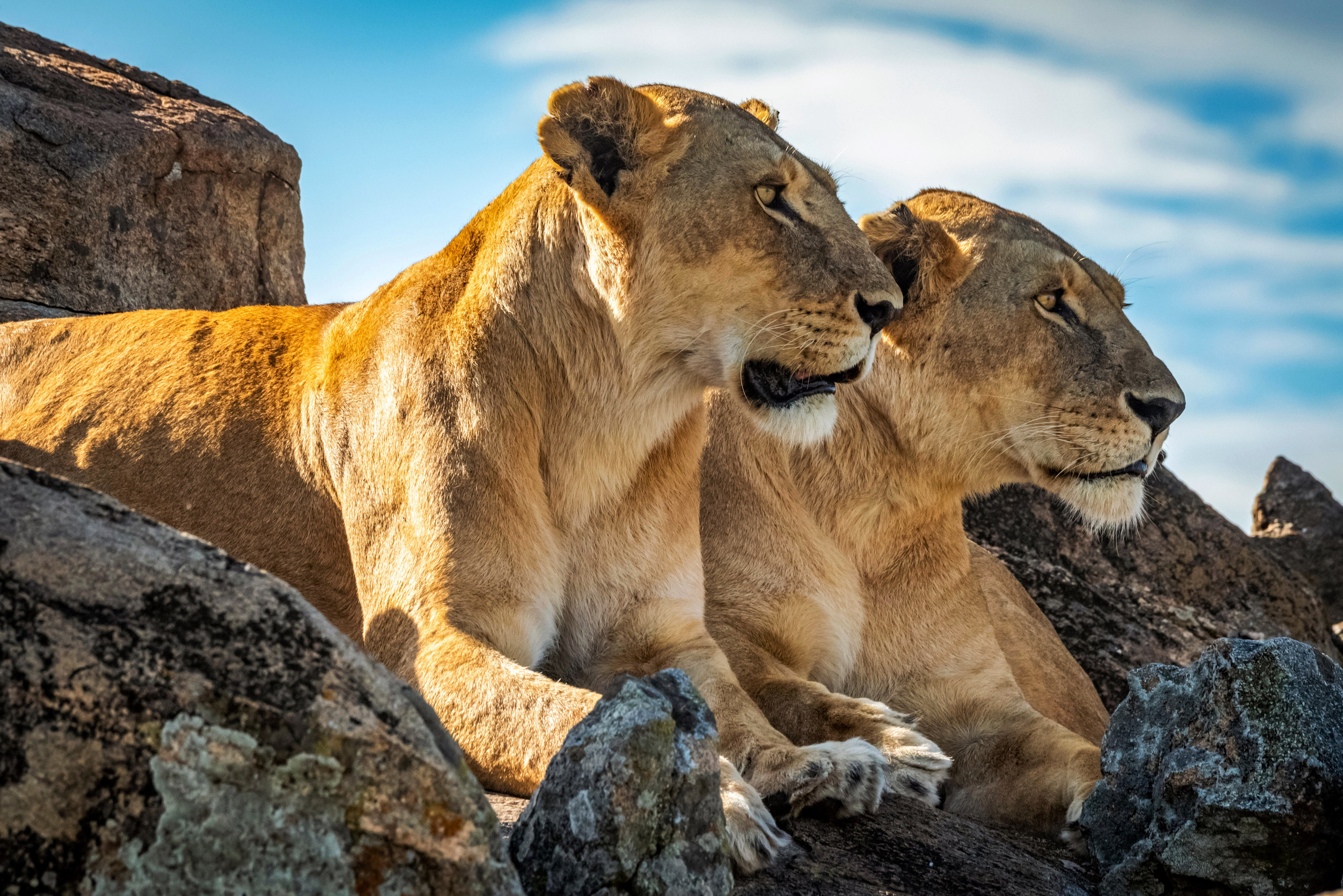 Two lionesses look out onto the Maasai Mara National Reserve in Kenya, under a golden sky