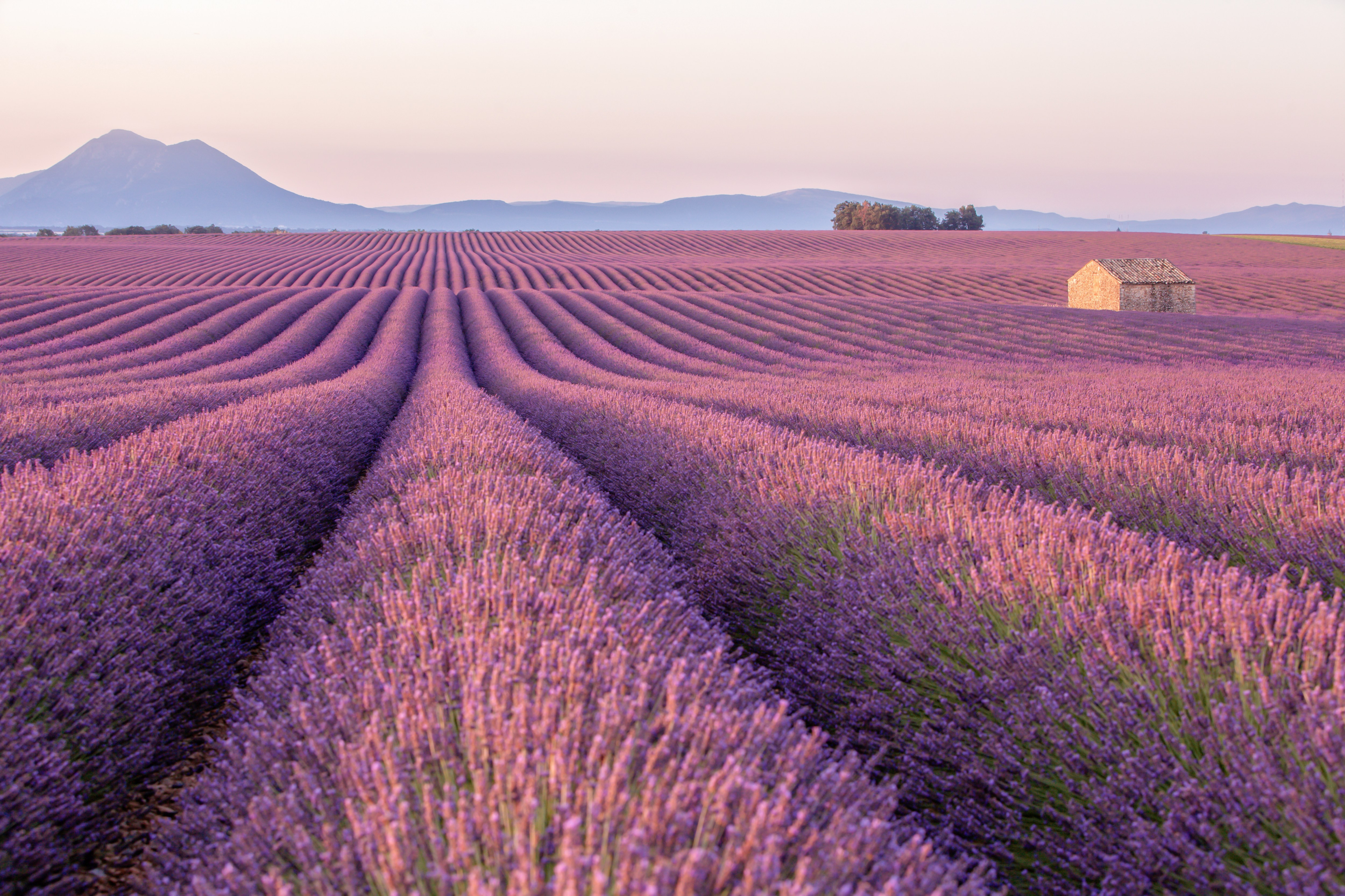 A lavender field near Valensole in Provence