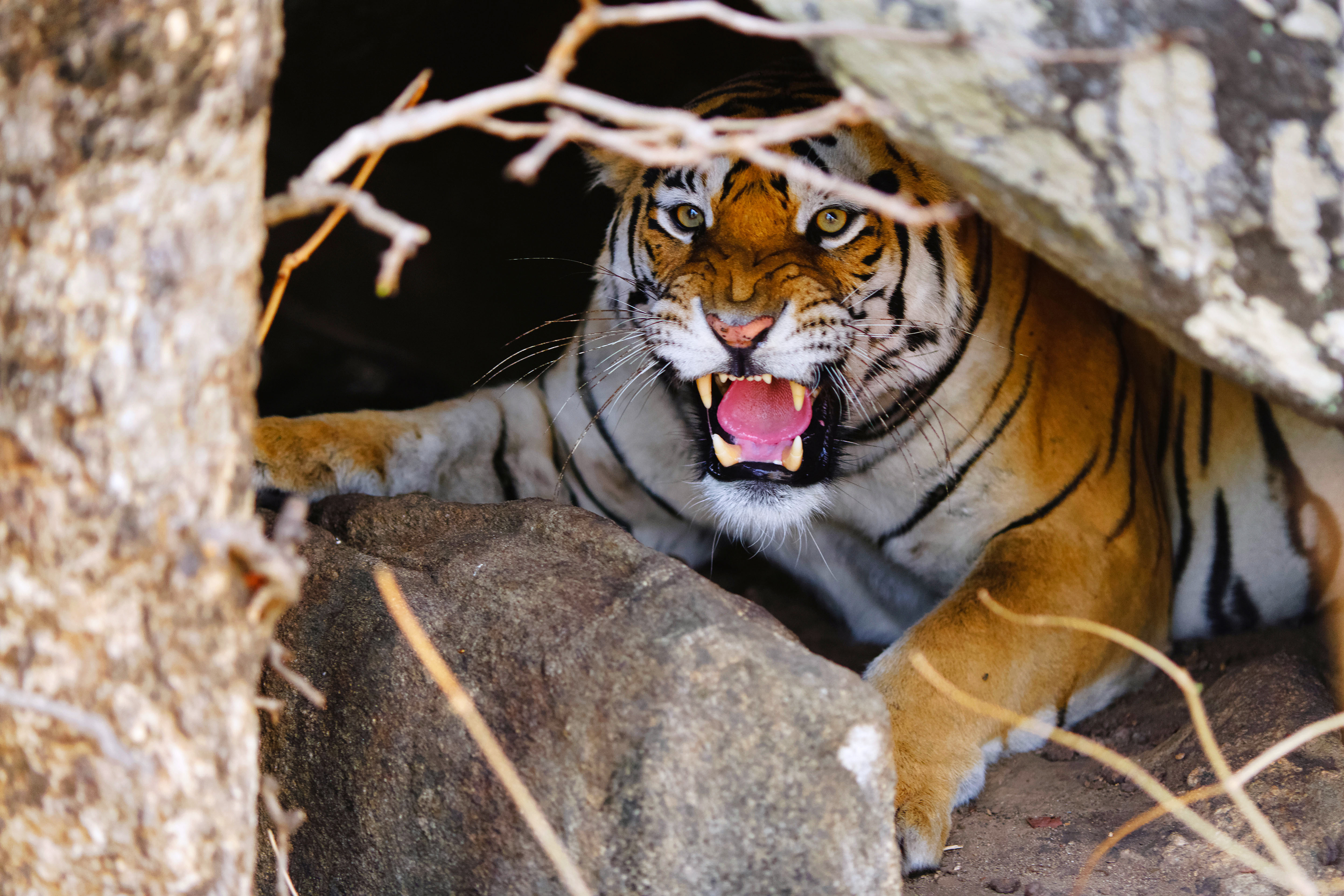 A Bengal tiger in Pench National Park, Madhya Pradesh, India, one of the best places to visit in March
