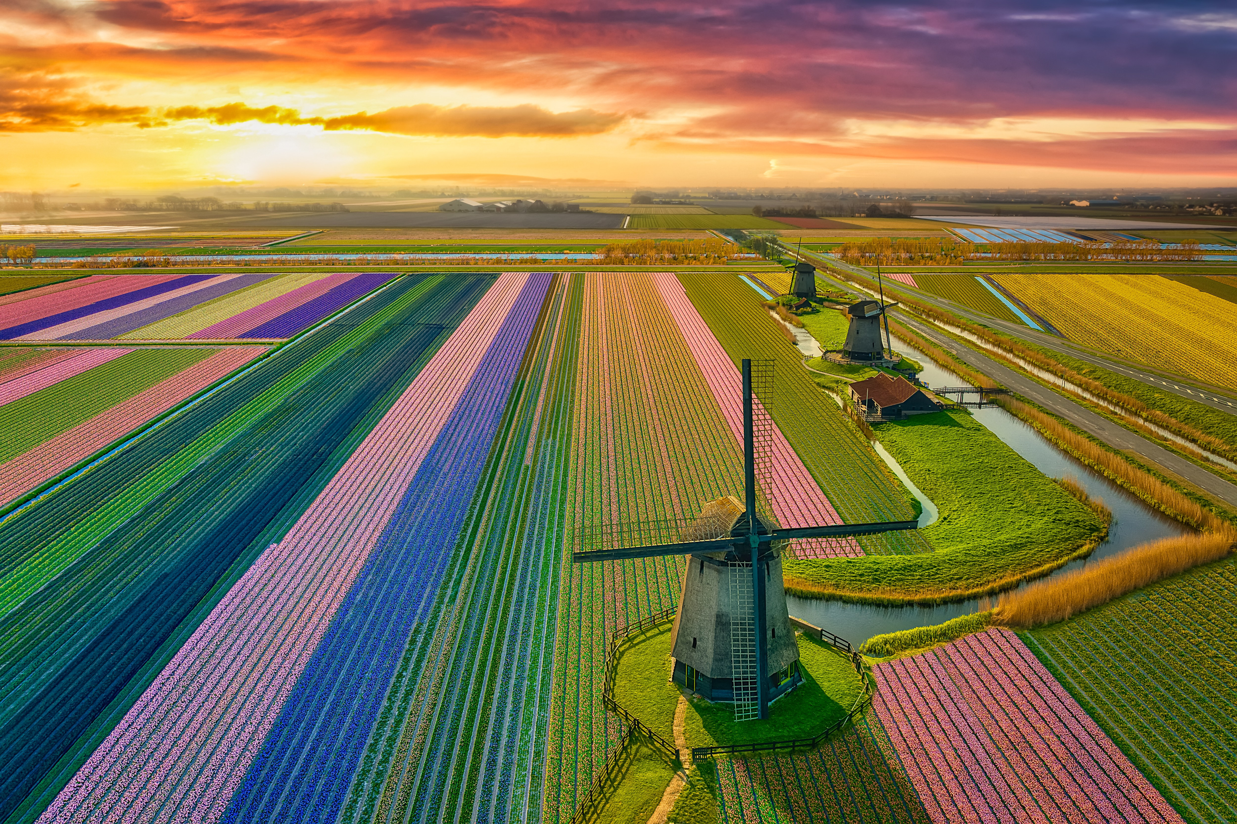 Tulip fields blooming during springtime at sunrise in the Netherlands