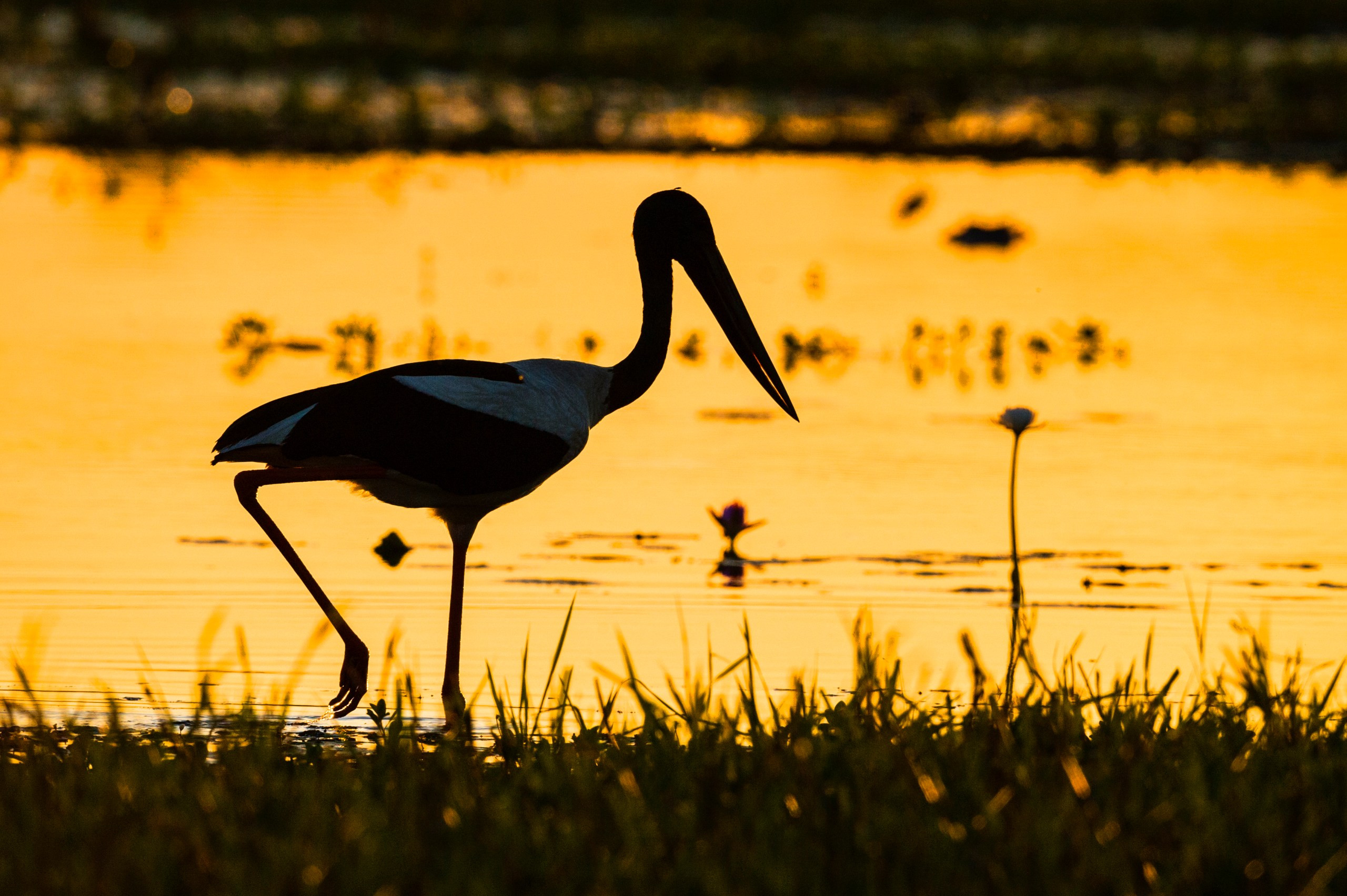 A black-necked stork in Kakadu National Park, Australia, highlighting the region's wildlife