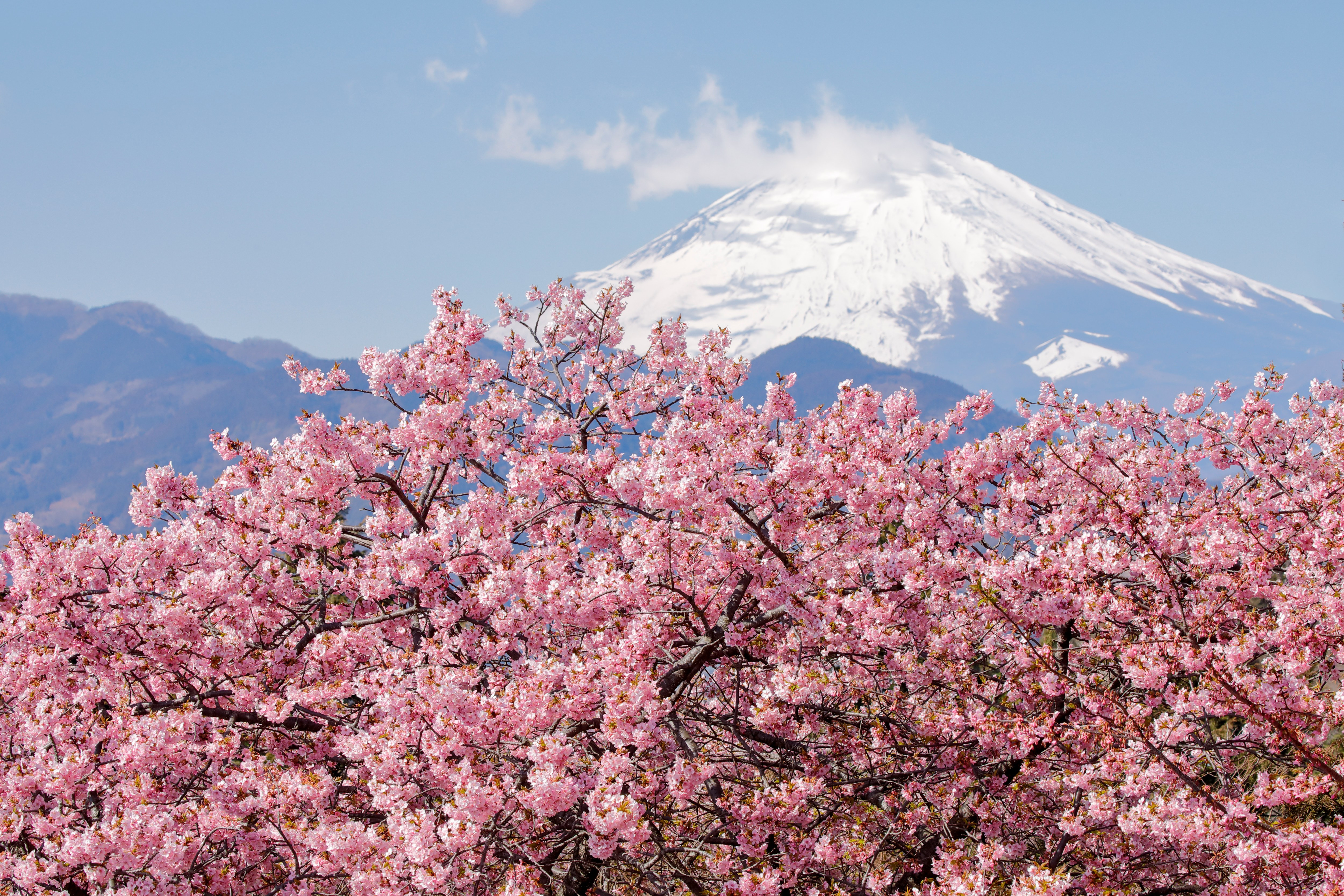 Kawadu cherry blossoms with Mount Fuji in the background