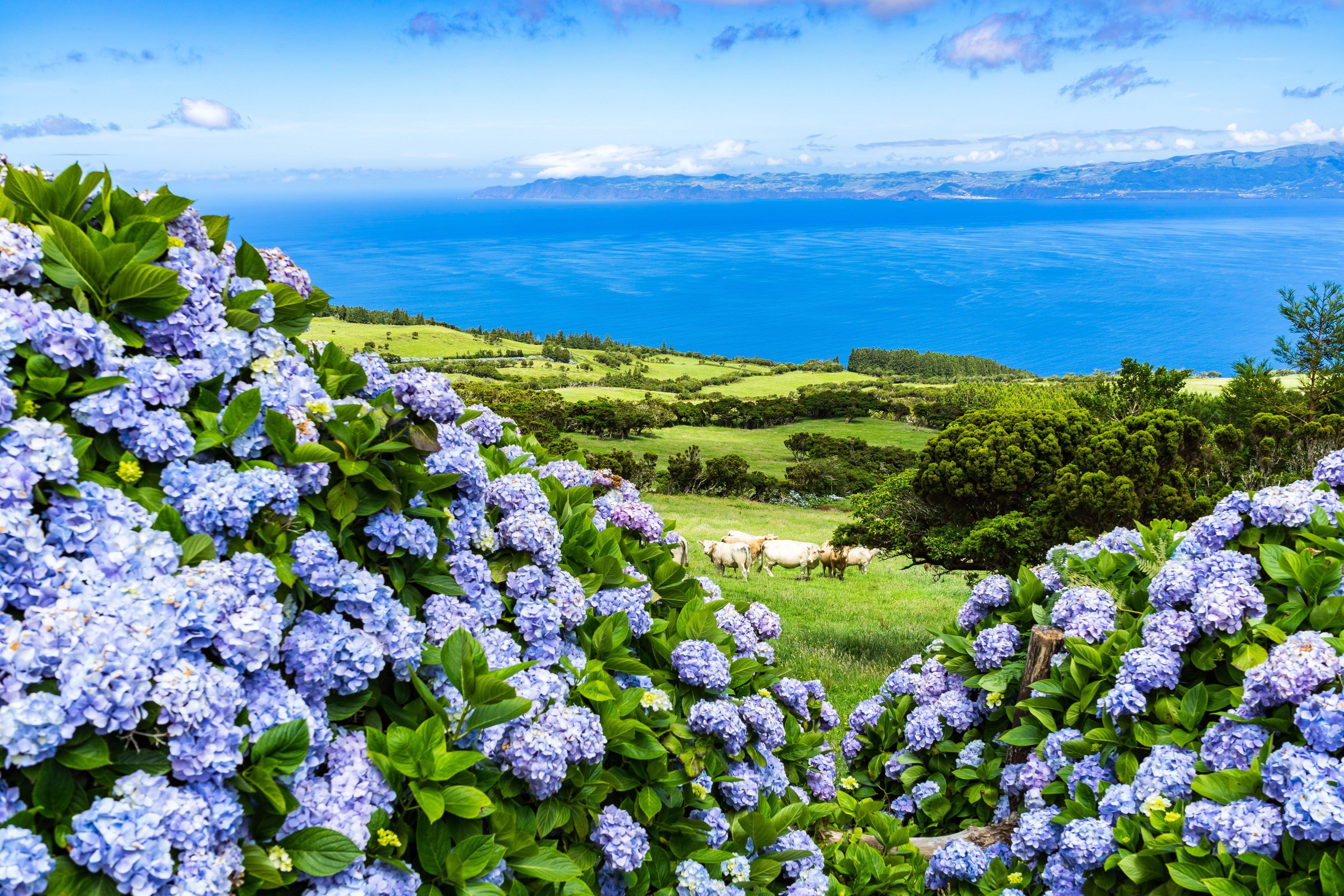 Pico Island in the Azores
