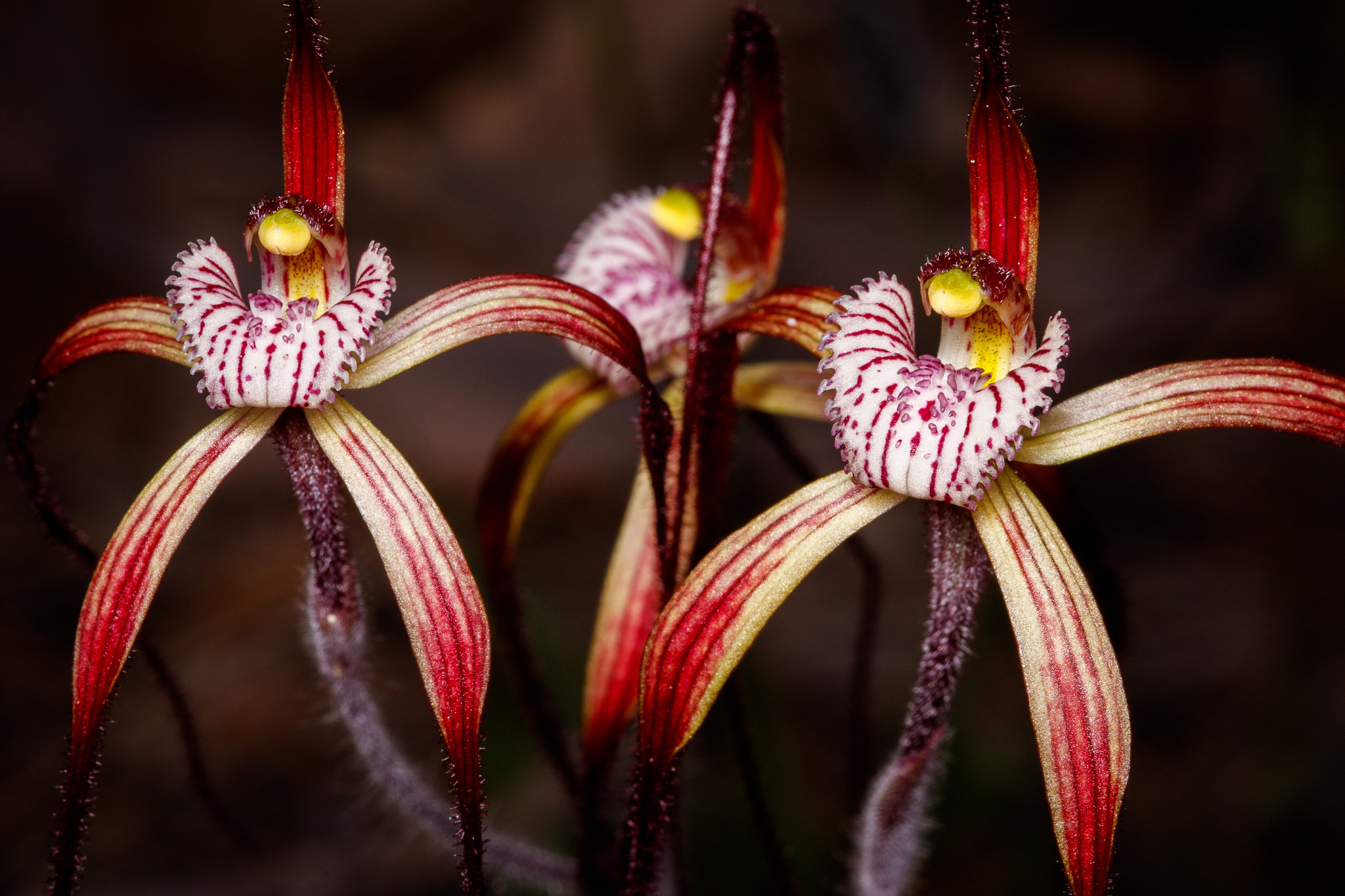 The Chapman’s spider orchid